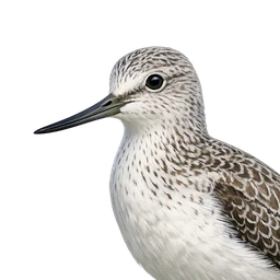 Common Greenshank, profile