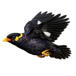 Common Hill Myna, in flight