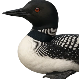 Common Loon, profile