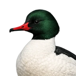 Common Merganser, profile