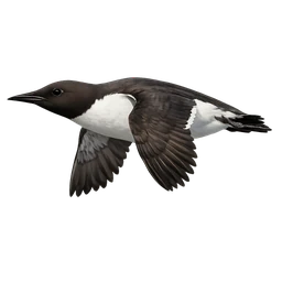 Common Murre, in flight