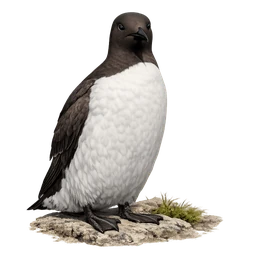 Common Murre, a rare bird in Roost