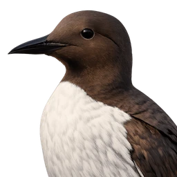 Common Murre, profile