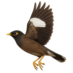 Common Myna, in flight