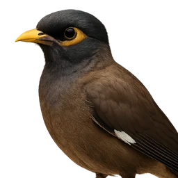 Common Myna, profile
