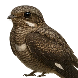 Common Nighthawk, profile