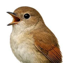 Common Nightingale, profile