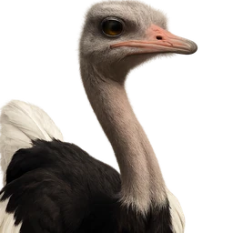 Common Ostrich, profile