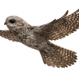 Common Potoo, in flight