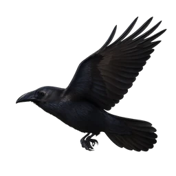 Common Raven, in flight