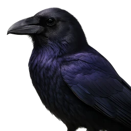 Common Raven, profile