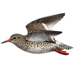 Common Redshank, in flight