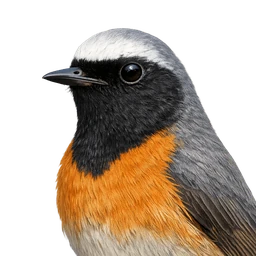 Common Redstart, profile
