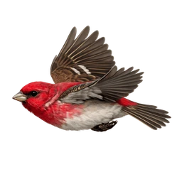 Common Rosefinch, in flight