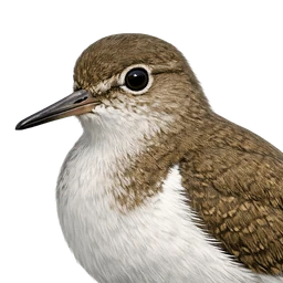 Common Sandpiper, profile