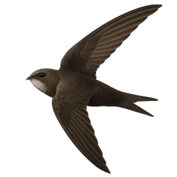 Common Swift, in flight