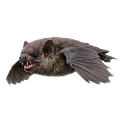 Common Vampire Bat, in flight