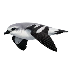 Cook’s Petrel, in flight
