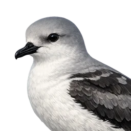 Cook’s Petrel, profile