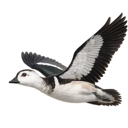 Cotton Pygmy Goose, in flight