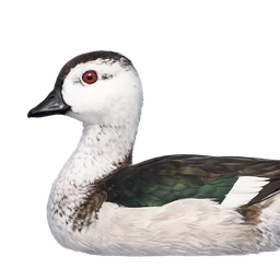 Cotton Pygmy Goose, profile