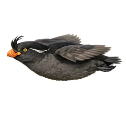 Crested Auklet, in flight