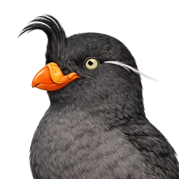 Crested Auklet, profile