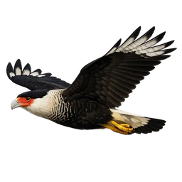 Crested Caracara, in flight