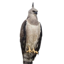 Crested Eagle, a epic bird in Roost