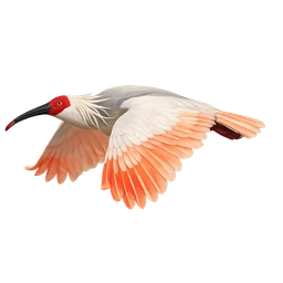 Crested Ibis, in flight