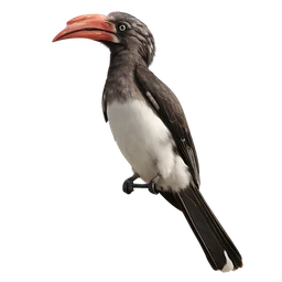 Crowned Hornbill, a uncommon bird in Roost