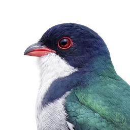 Cuban Trogon, profile