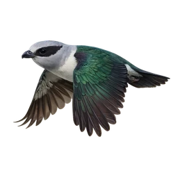 Cuckoo Roller, in flight