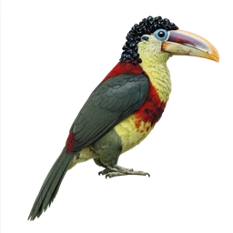 Curl-crested Aracari, a rare bird in Roost