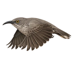 Curve-billed Thrasher, in flight