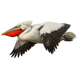 Dalmatian Pelican, in flight
