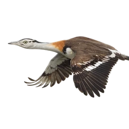 Denham’s Bustard, in flight