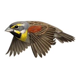 Dickcissel, in flight