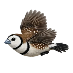 Double-barred Finch, in flight