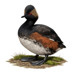Eared Grebe, a rare bird in Roost