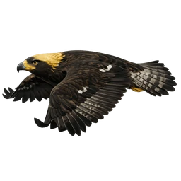 Eastern Imperial Eagle, in flight