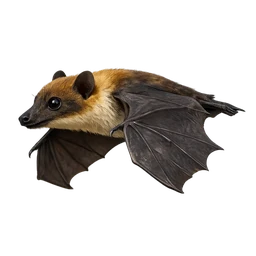 Egyptian Fruit Bat, in flight