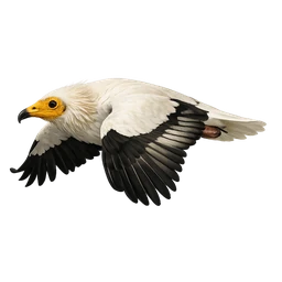 Egyptian Vulture, in flight