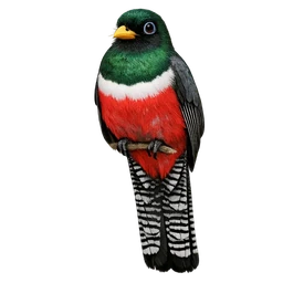 Elegant Trogon, a rare bird in Roost