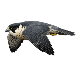 Eleonora's Falcon, in flight