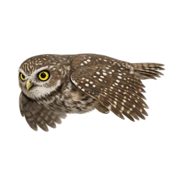 Elf Owl, in flight