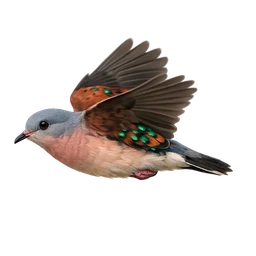 Emerald-spotted Wood Dove, in flight