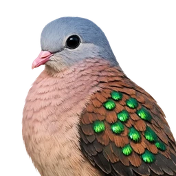 Emerald-spotted Wood Dove, profile
