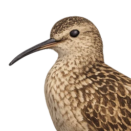 Eskimo Curlew, profile