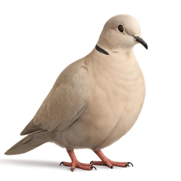Eurasian Collared Dove, a common bird in Roost
